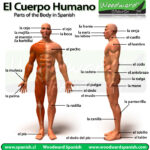 partes-en-el